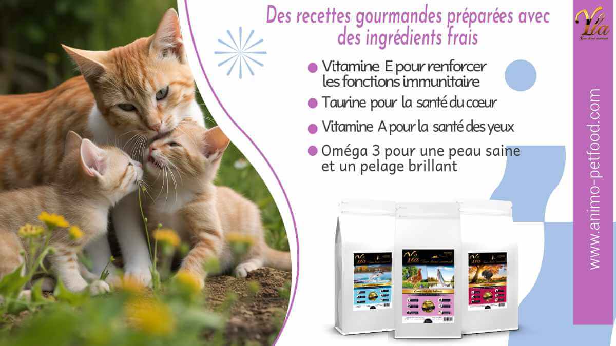 croquettes-sans-cereales-ni-gluten-pour-chaton-et-chat